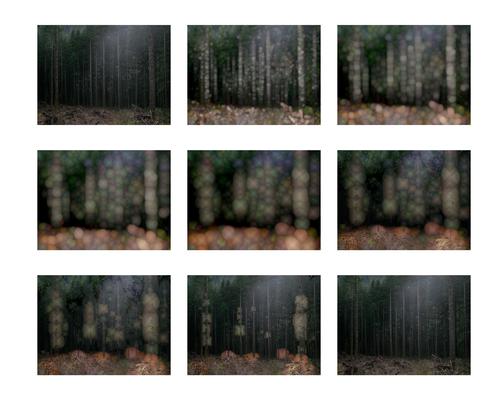 Forest 3.5, 2005, Digital photograph, java program, computer, 216 x 108 x 40 inches